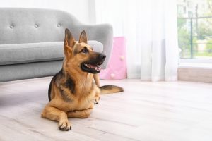 Adorable,German,Shepherd,Dog,Near,Sofa,Indoors